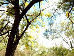 Vachellia karroo, the soetdoring 