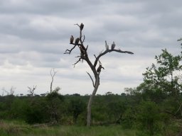 Whitebacked vulture food scouts