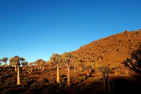 Aridity in a quiver tree forest 
