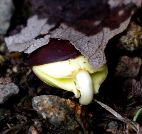 Among forest floor debris