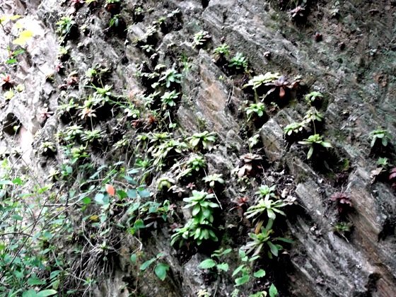 Crassula orbicularis mountaineering