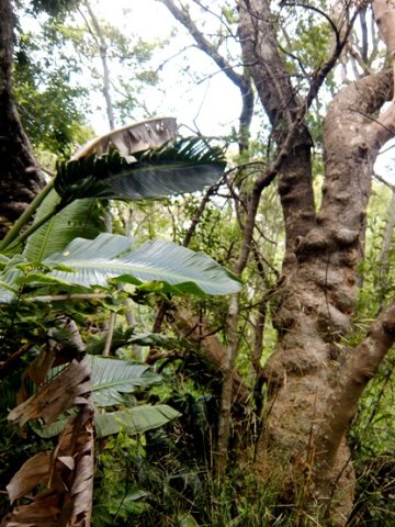 Your forest, not that of your ancestors