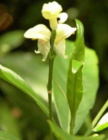 Justicia aconitiflora flowers