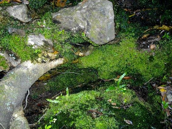 Moss and fern in a forest