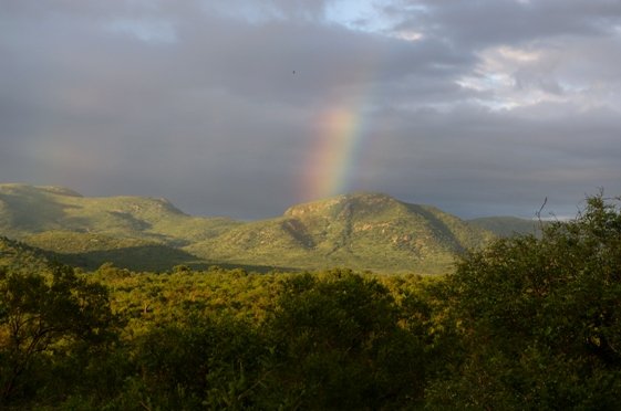 Rainbow over the forest