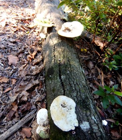 Dead trunk and fungi 