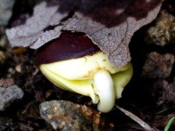 Among forest floor debris