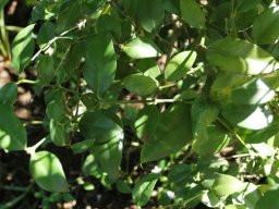 Carissa bispinosa leaves 