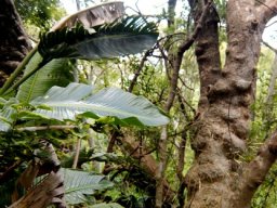 Your forest, not that of your ancestors