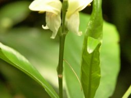 Justicia aconitiflora flowers
