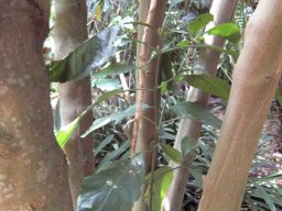 Justicia adhatodoides stems