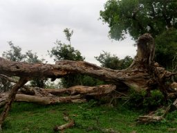 Fallen trunk