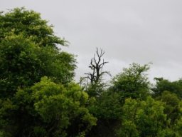 The African fish eagle is landing