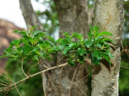 Heteropyxis natalensis branch