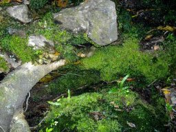 Moss and fern in a forest