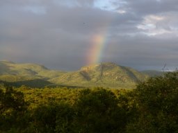 Rainbow over the forest