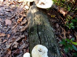 Dead trunk and fungi 