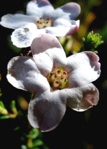 Adenandra brachyphylla