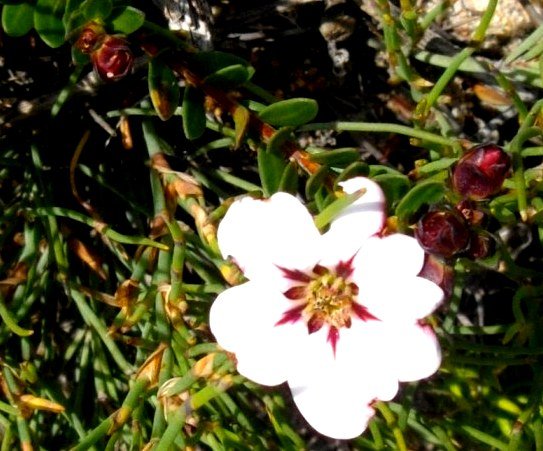 Adenandra uniflora