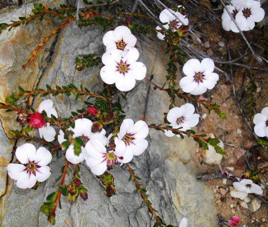 Adenandra uniflora