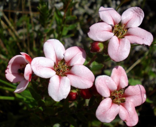 Adenandra villosa buds as well