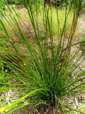 Askidiosperma andreaeanum