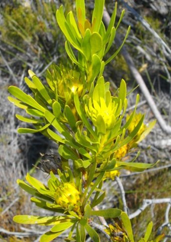 Aulax umbellata