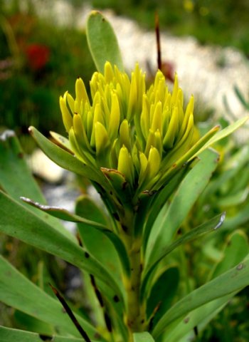 Aulax umbellata female flowerbuds