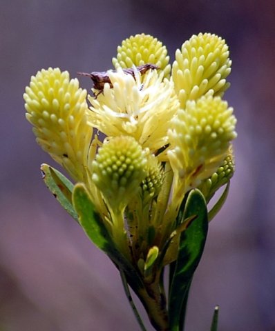 Aulax umbellata male flowers