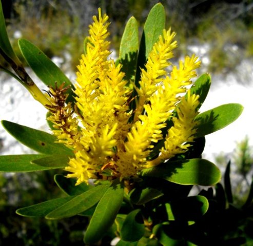 Aulax umbellata old male flowers