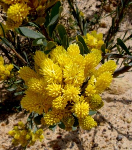 Aulax umbellata yellow male buds