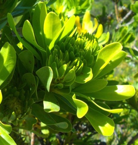Aulax umbellata female flowers budding