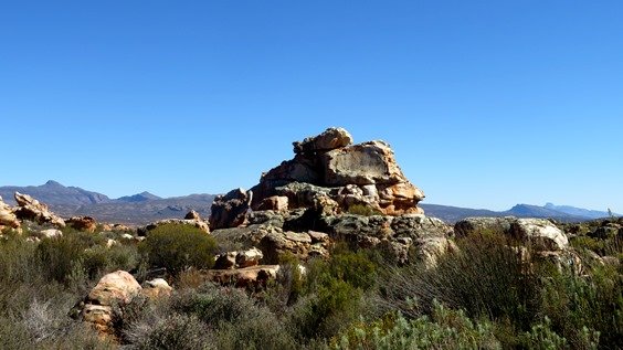 Restios and rocks