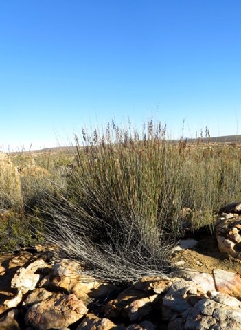 Cannomois parviflora