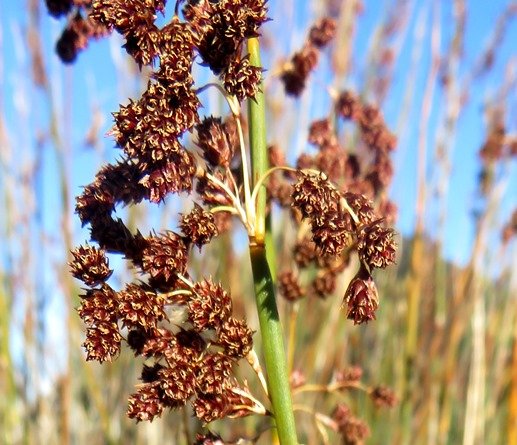 Cannomois parviflora male inflorescences