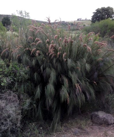 Cannomois virgata