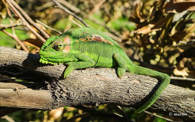 Cape dwarf chameleon