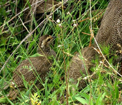Cape spurfowl chicks