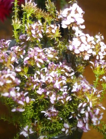 Disparago ericoides