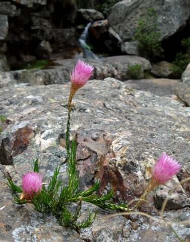 Edmondia pinifolia