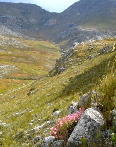 Edmondia pinifolia habitat