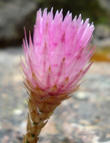 Edmondia pinifolia bracts
