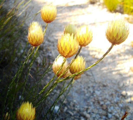 Edmondia sesamoides flowering stems