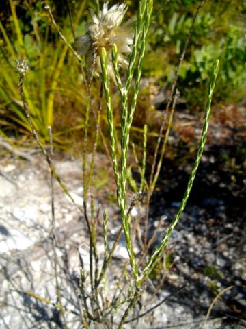 Edmondia sesamoides leaves