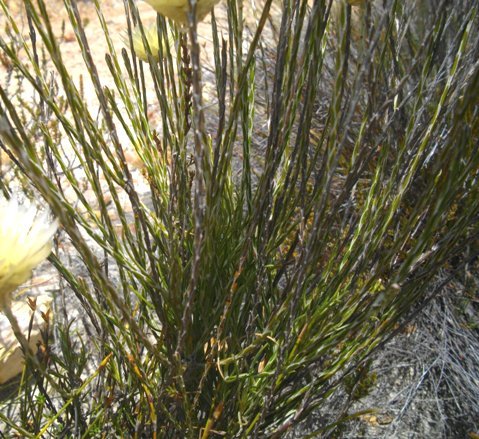Edmondia sesamoides stems