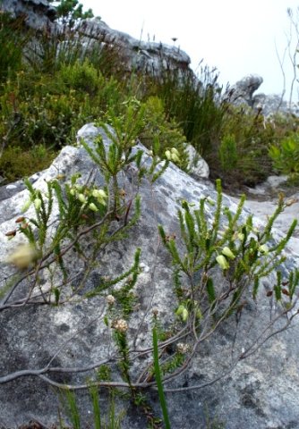 Erica urna-viridis