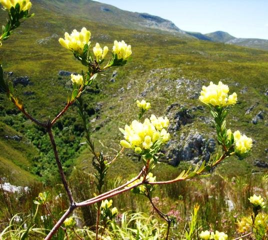 Aulax umbellata male flowers