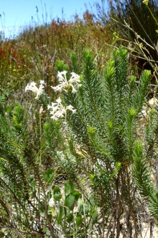 Gnidia pinifolia in the Kogelberg