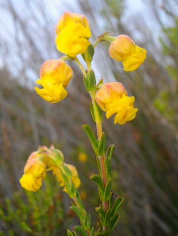 Hermannia concinnifolia