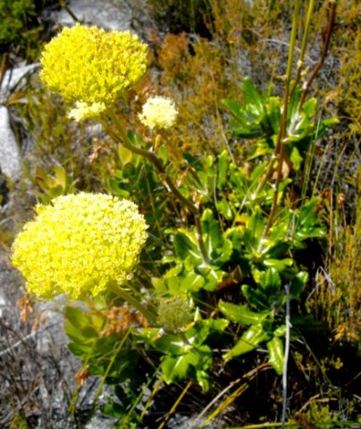 Hermas villosa